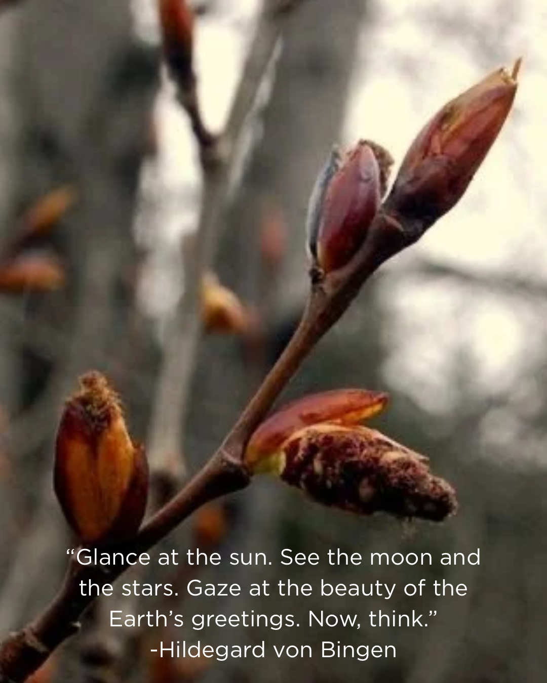 Plant Meditation Cohort