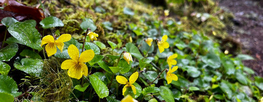Violets - Viola sp.
