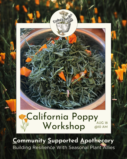 Early Bird - CSA Workshop Bundle