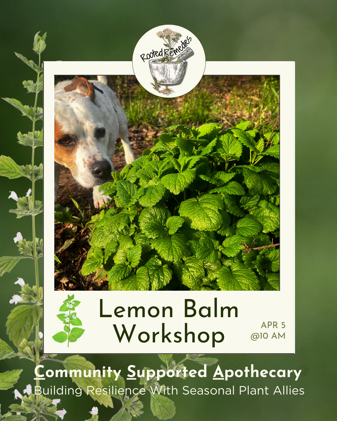 CSA Workshop: Lemon Balm