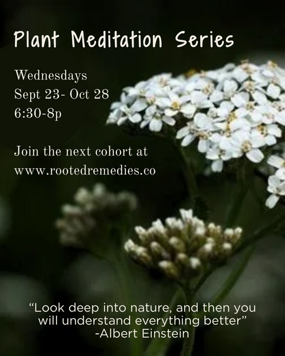 Plant Meditation Cohort