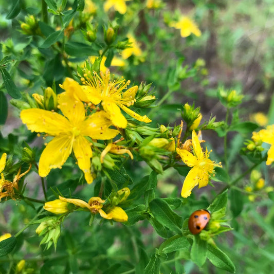 Restorative Wildcrafting Workshop: Saint Johns Wort