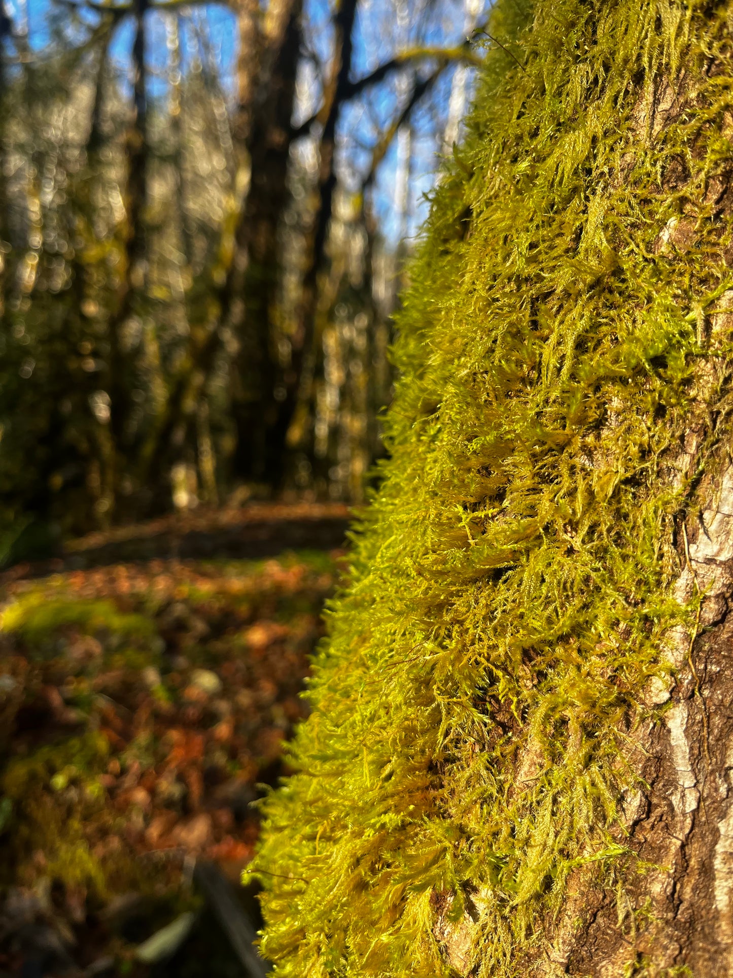Earth Day Plant Walk