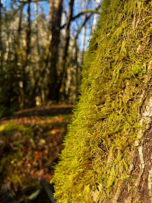 Earth Day Plant Walk