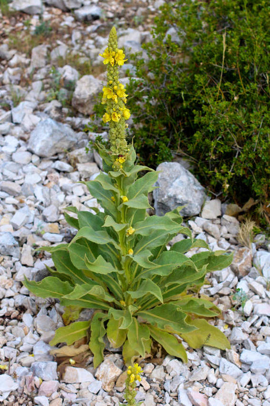 Restorative Wildcrafting Workshop: Mullein